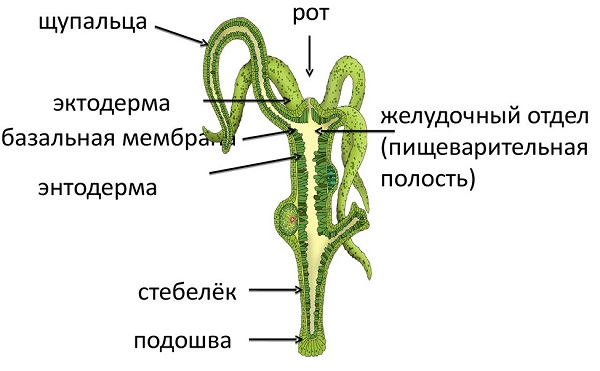 Кракен сайт даркнет официальный